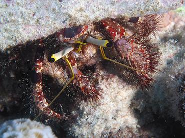 Dark Knee Hermit Crab - Dardanus lagopodes - Moorea, French Polynesia