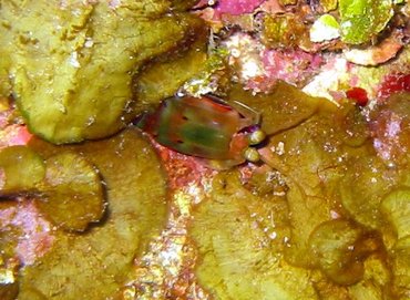 Dark Mantis Shrimp - Neogonodactylus curacaoensis - Roatan, Honduras