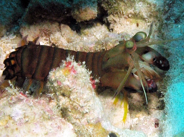 Dark Mantis Shrimp - Neogonodactylus curacaoensis - Grand Cayman