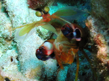 Dark Mantis Shrimp - Neogonodactylus curacaoensis - Grand Cayman