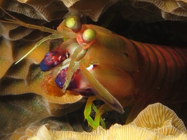 Dark Mantis Shrimp - Neogonodactylus curacaoensis - Cozumel, Mexico