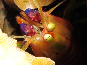 Dark Mantis Shrimp - Neogonodactylus curacaoensis - Cozumel, Mexico