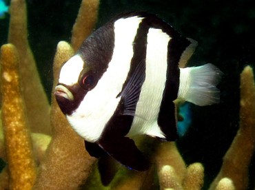 Whitetail Dascyllus - Dascyllus aruanus - Yap, Micronesia