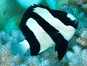 Whitetail Dascyllus - Dascyllus aruanus - Great Barrier Reef, Australia