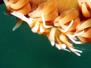 Zanzibar Whip Coral Shrimp - Dasycaris zanzibarica - Dumaguete, Philippines