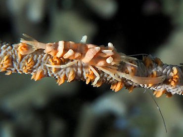 Zanzibar Whip Coral Shrimp - Dasycaris zanzibarica - Great Barrier Reef, Australia