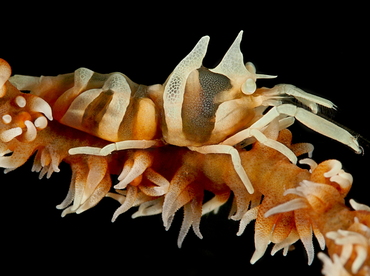 Zanzibar Whip Coral Shrimp - Dasycaris zanzibarica - Bali, Indonesia