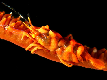 Zanzibar Whip Coral Shrimp - Dasycaris zanzibarica - Anilao, Philippines