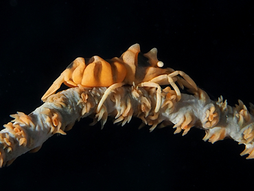 Zanzibar Whip Coral Shrimp - Dasycaris zanzibarica - Great Barrier Reef, Australia