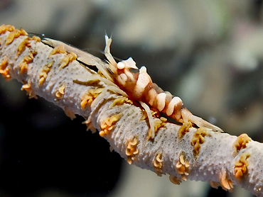 Zanzibar Whip Coral Shrimp - Dasycaris zanzibarica - Great Barrier Reef, Australia