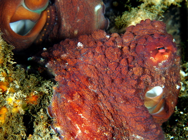 Day Octopus - Octopus cyanea - Bali, Indonesia