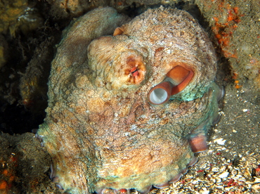 Day Octopus - Octopus cyanea - Bali, Indonesia