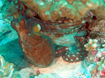 Day Octopus - Octopus cyanea - Wakatobi, Indonesia