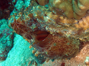 Day Octopus - Octopus cyanea - Wakatobi, Indonesia