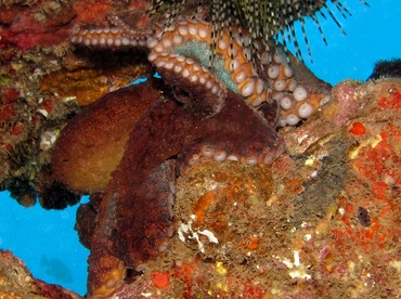 Day Octopus - Octopus cyanea - Maui, Hawaii