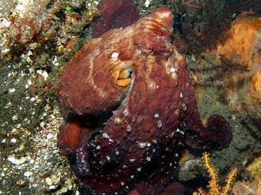 Day Octopus - Octopus cyanea - Bali, Indonesia