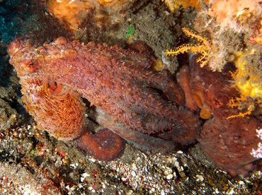 Day Octopus - Octopus cyanea - Bali, Indonesia