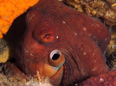 Day Octopus - Octopus cyanea - Bali, Indonesia