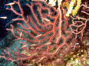 Deepwater Sea Fan - Iciligorgia schrammi - Turks and Caicos