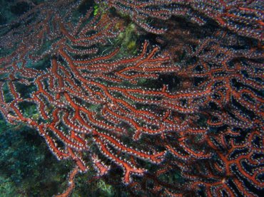Deepwater Sea Fan - Iciligorgia schrammi - Turks and Caicos