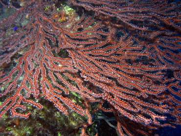 Deepwater Sea Fan - Iciligorgia schrammi - Turks and Caicos