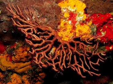 Deepwater Sea Fan - Iciligorgia schrammi - Cozumel, Mexico