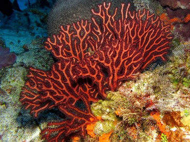 Deepwater Sea Fan - Iciligorgia schrammi - Cozumel, Mexico