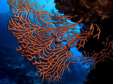 Deepwater Sea Fan - Iciligorgia schrammi - Cozumel, Mexico