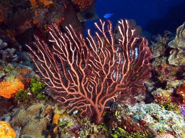 Deepwater Sea Fan - Iciligorgia schrammi - Cozumel, Mexico
