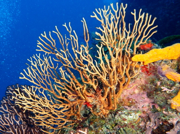 Deepwater Sea Fan - Iciligorgia schrammi - Cozumel, Mexico