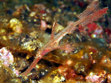 Delicate Ghost Pipefish - Solenostomus leptosoma - Lembeh Strait, Indonesia