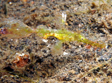 Delicate Ghost Pipefish - Solenostomus leptosoma - Lembeh Strait, Indonesia
