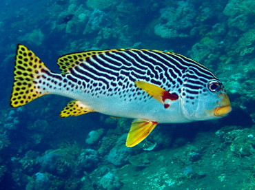 Diagonal-Banded Sweetlips - Plectorhinchus lineatus - Bali, Indonesia