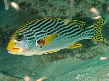 Diagonal-Banded Sweetlips - Plectorhinchus lineatus - Wakatobi, Indonesia