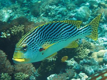 Diagonal-Banded Sweetlips - Plectorhinchus lineatus - Komodo, Indonesia