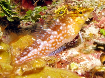 Diamond Blenny - Malacoctenus boehlkei - Grand Cayman