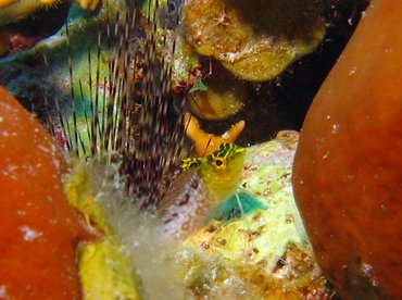 Diamond Blenny - Malacoctenus boehlkei - Turks and Caicos