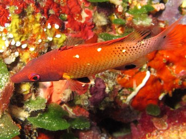 Diana's Hogfish - Bodianus diana - Palau