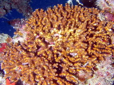 Diffuse Ivory Bush Coral - Oculina diffusa - Key Largo, Florida