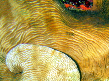 Dimpled Sheet Coral - Agaricia grahamae - Turks and Caicos