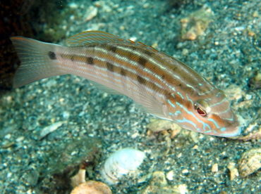 Sand Perch - Diplectrum formosum - Blue Heron Bridge, Florida