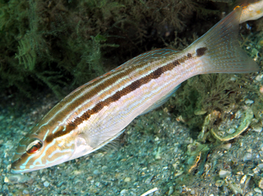 Sand Perch - Diplectrum formosum - Blue Heron Bridge, Florida