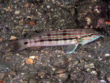 Sand Perch - Diplectrum formosum - Blue Heron Bridge, Florida