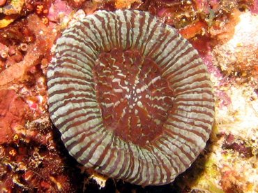 Artichoke/Solitary Disk Coral - Scolymia cubensis/wellsi - Bonaire