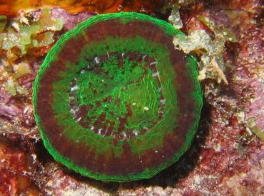 Artichoke/Solitary Disk Coral - Scolymia cubensis/wellsi - Bonaire