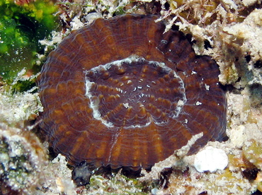Artichoke/Solitary Disk Coral - Scolymia cubensis/wellsi - Nassau, Bahamas
