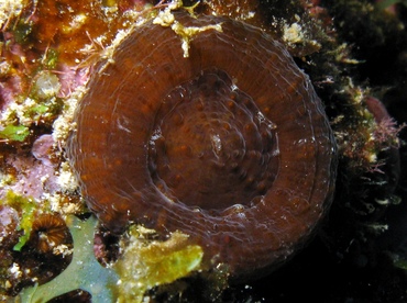 Artichoke/Solitary Disk Coral - Scolymia cubensis/wellsi - St Thomas, USVI
