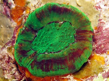 Artichoke/Solitary Disk Coral - Scolymia cubensis/wellsi - Bonaire