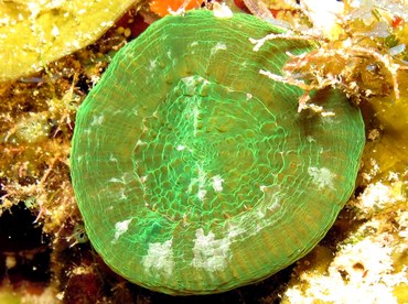 Artichoke/Solitary Disk Coral - Scolymia cubensis/wellsi - Cozumel, Mexico