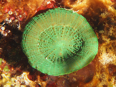 Artichoke/Solitary Disk Coral - Scolymia cubensis/wellsi - Cozumel, Mexico